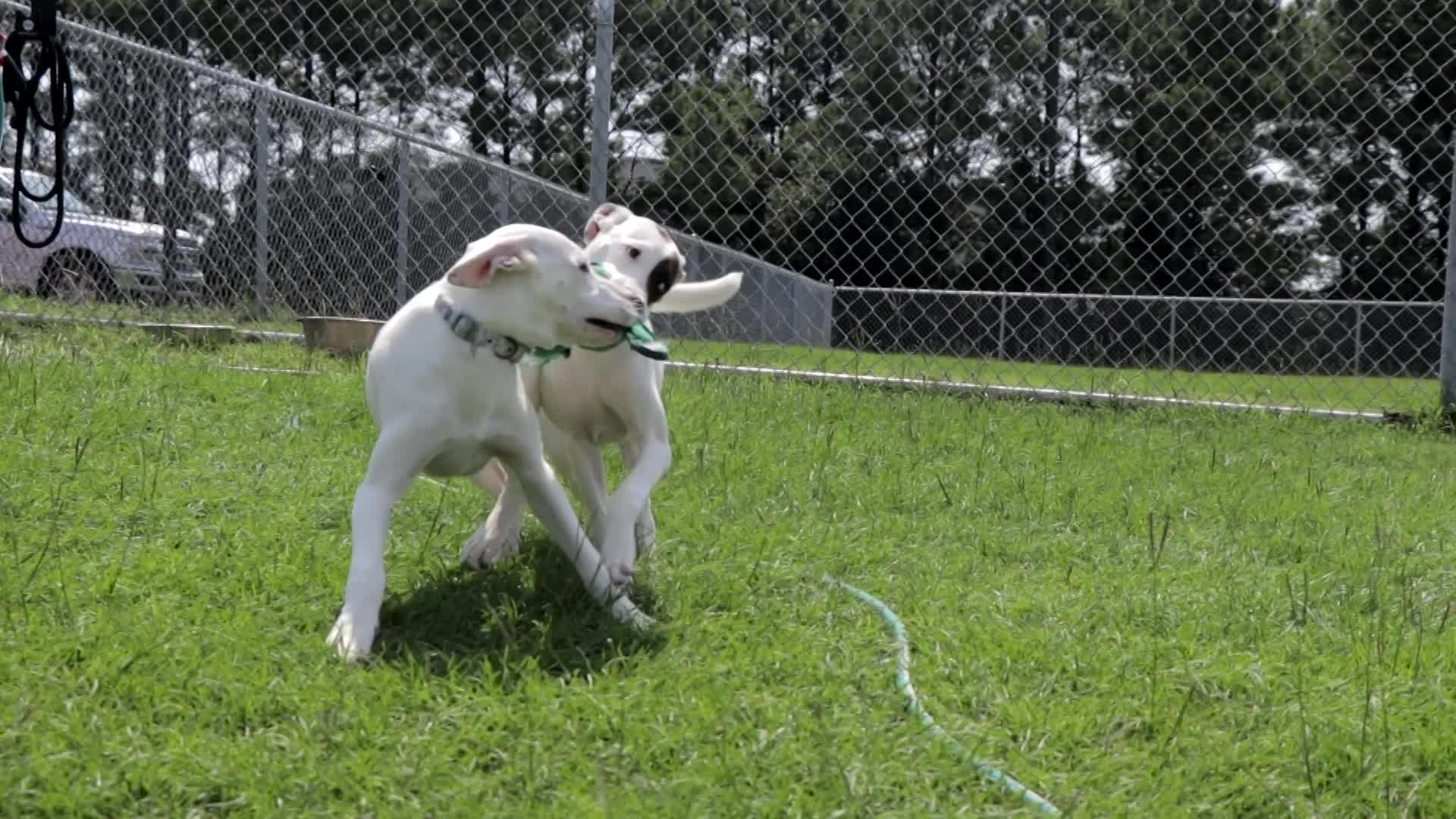 Thumbnail image for Pasta Dogs Pets of the Week