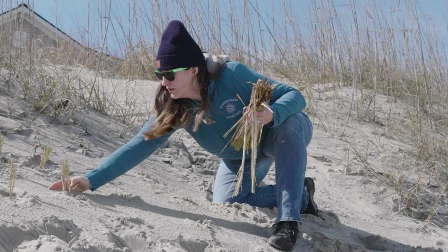 Town of Duck – Beach Grass