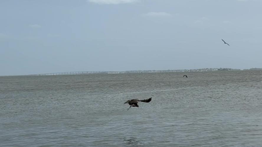 Outer Banks Wildlife – Osprey