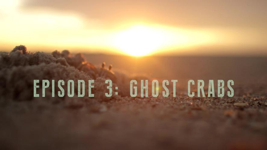 Outer Banks Wildlife – Ghost Crabx