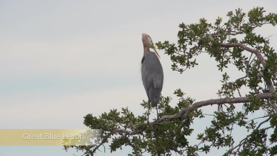 Town of Duck – Bird Sanctuary