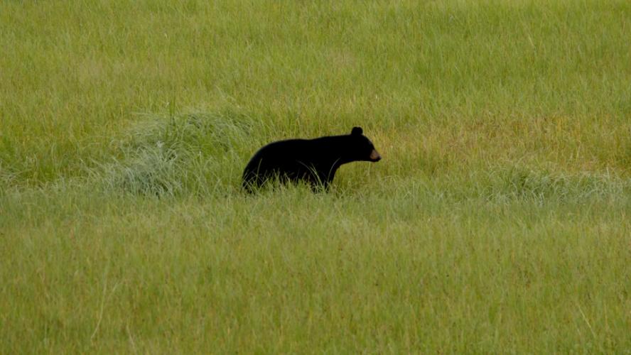 OBX Wildlife – Bears