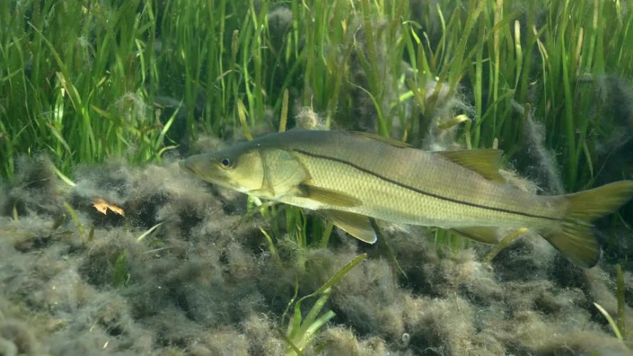 Town of Southern Shores  – Submerged Aquatic Vegetation