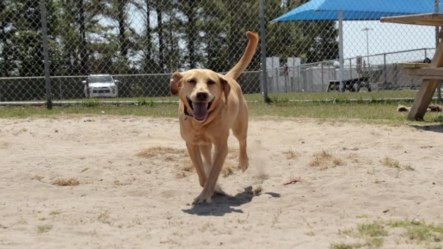 SPCA Pet of the week – Lucky