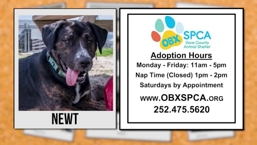 SPCA Pet of the Week – Newt