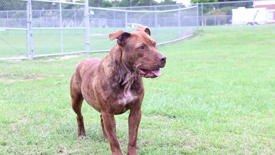 SPCA Pet of the Week – Penny