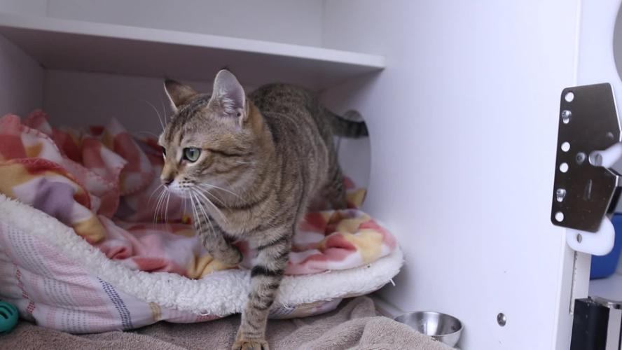 SPCA Pet of the week – Paris
