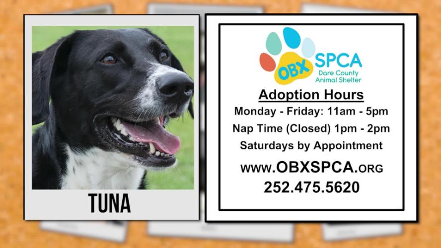 SPCA Pet of the Week – Tuna