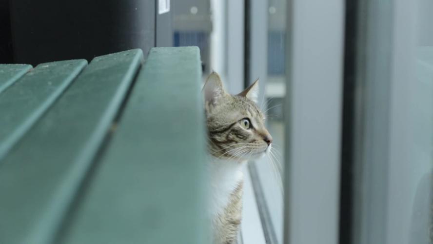 SPCA Pet of the week – Pinecone