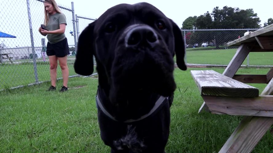 SPCA Pet of the week – Tiny