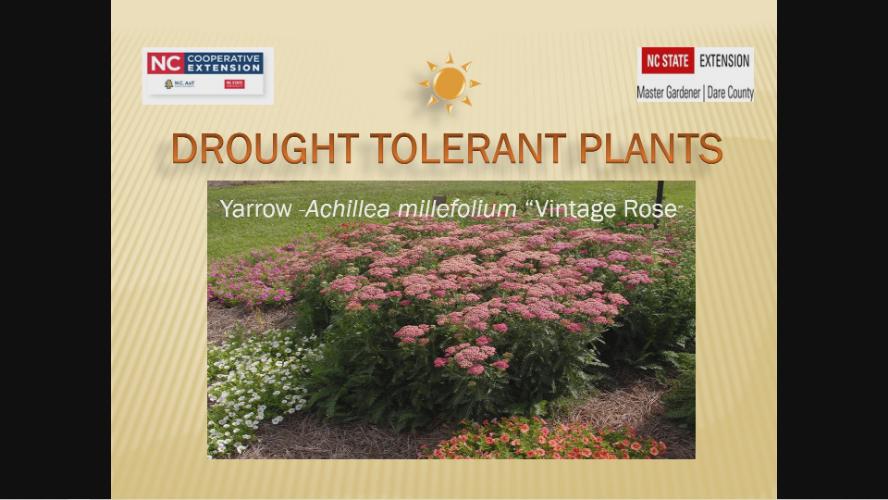 Master Gardener Library Garden Series – Drought Tolerant Plants