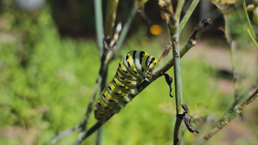 Master Gardeners – Plants for Pollinators